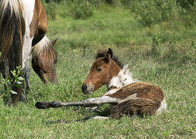 Chincoteague Wild Ponies : Personal Photo Projects : Photos : Richard Moore : Photographer